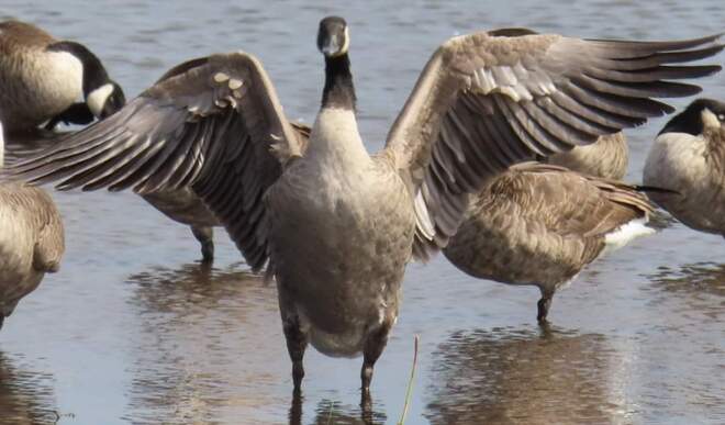 Canadian goose Erieau, ON
