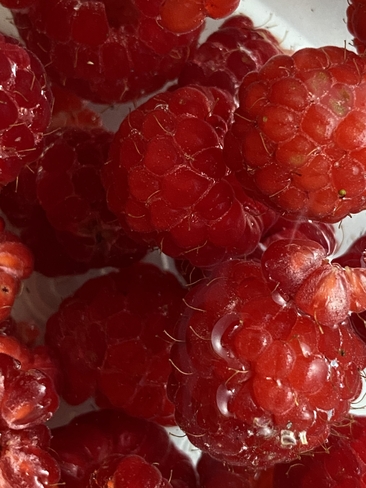 Fresh raspberries Bridgetown, Nova Scotia, CA