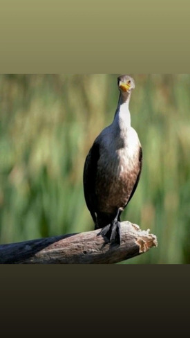 cormoran aigrette (yl) Plessisville, QC