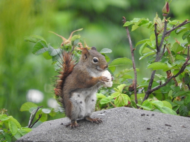 Squirrel Kitwanga, British Columbia, CA