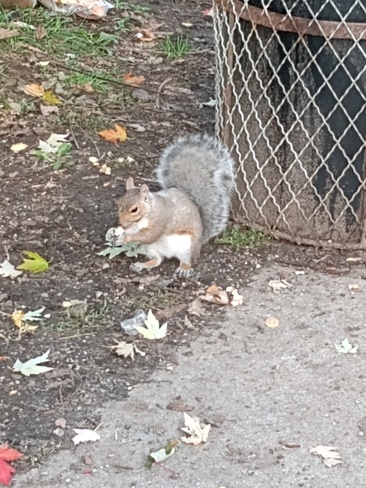 squirrel. !!! Hochelaga, QC