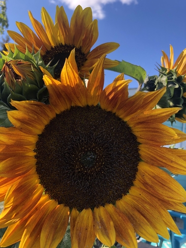 Orange sunflowers Trochu, Alberta, CA