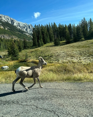 Mountain goat Kananaskis, Alberta, CA