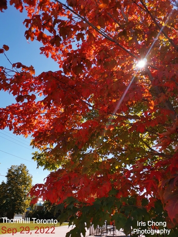 Sept 29 2022 15C Autumn - Red Maples - The most beautiful season - Thornhill Thornhill, ON