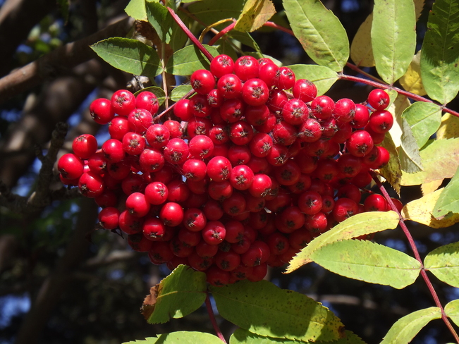 VERY RED MOUNTAIN ASH BERRIES thunder bay