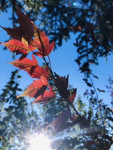 Beautiful Fall maple leaves Coaldale, Alberta, CA
