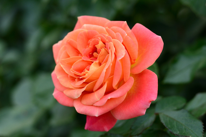 Orange rose Kamloops, BC