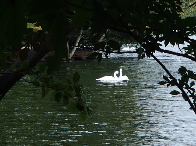 swans Parc National du Mont-Saint-Bruno, QC