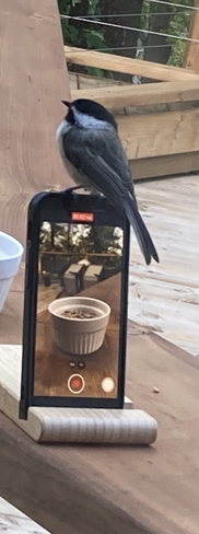 My Chickadee perched on-top of my iPhone! Halifax, Nova Scotia, CA