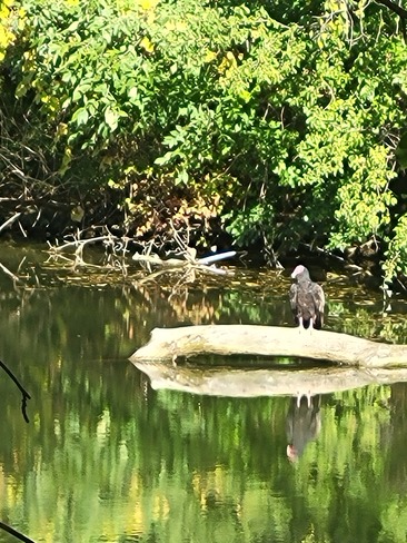 vulture on a log Brantford, ON