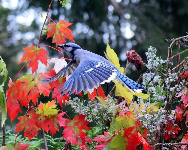 L'automne et le bleu..... Saint-Jean-sur-Richelieu, QC
