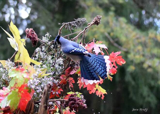 L'automne et le bleu..... Saint-Jean-sur-Richelieu, QC