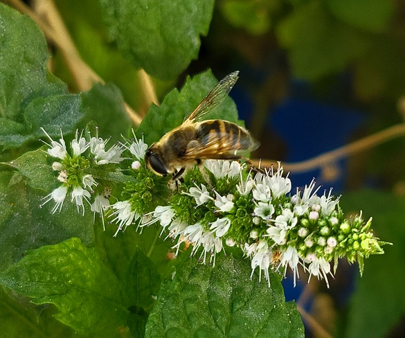 local honey bee in my mint Baynes Lake, BC