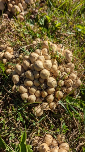 mushroom season Alliston, ON
