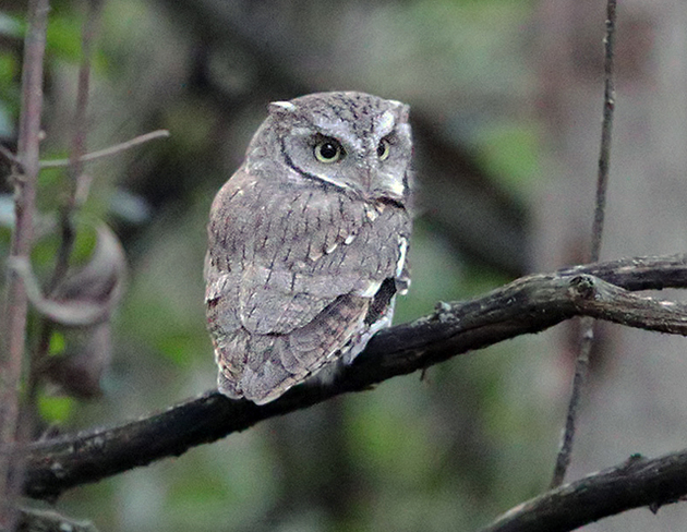 Eastern Screech Owls do not migrate Ottawa