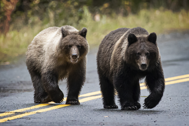 Grizzly Bears Haines, Alaska, USA