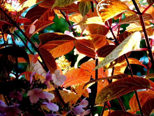 Euphorie des couleurs de l’automne! Terrebonne, QC