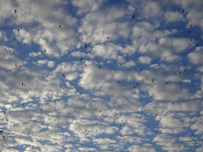 Flock Of Seagulls Sudbury, ON