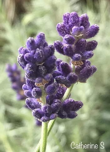 Lavender Toronto, Ontario, CA