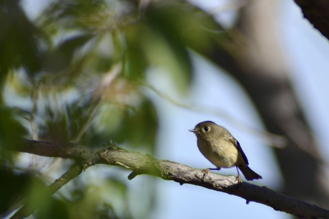 Cute Little Bird 🍃 Macoun, Saskatchewan, CA