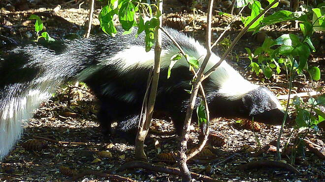 Pepé Le Pew is on the scent... Toronto, ON