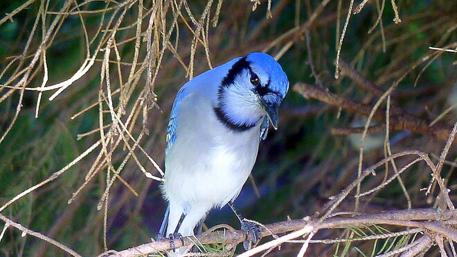 Beguiling Blue Jay Toronto, ON