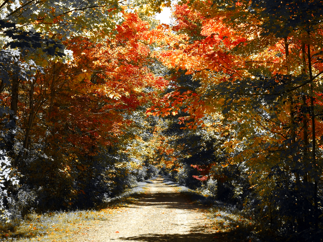 Fall Colors 2022 2 1515 Brantford Hwy, Cambridge, ON N1R 5S5, Canada