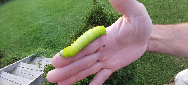 The "Mystical" Luna Moth Caterpillar Osgoode, ON