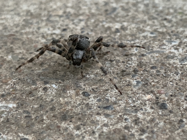 Interesting looking big spider Kawartha Lakes, Ontario, CA