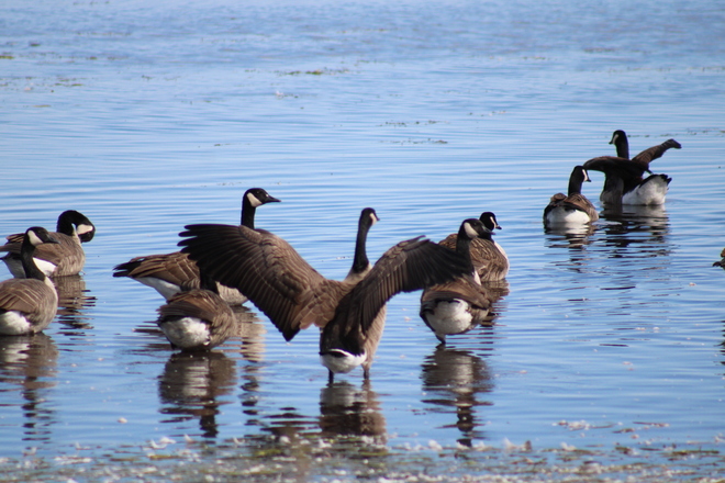 Canadian geese Erieau, ON