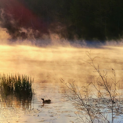 Duck in the fog Irishtown Nature Park, NB