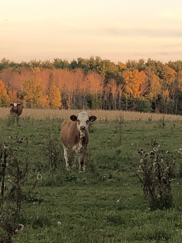 Curious cow Pincourt, Quebec, CA