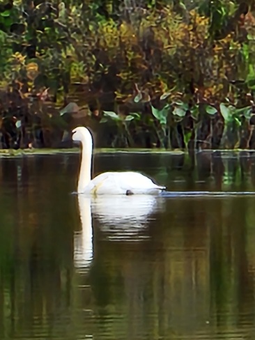 Swan North Bay, ON