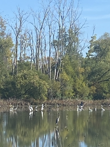 Big Creek Egrets Amherstburg, Ontario, CA