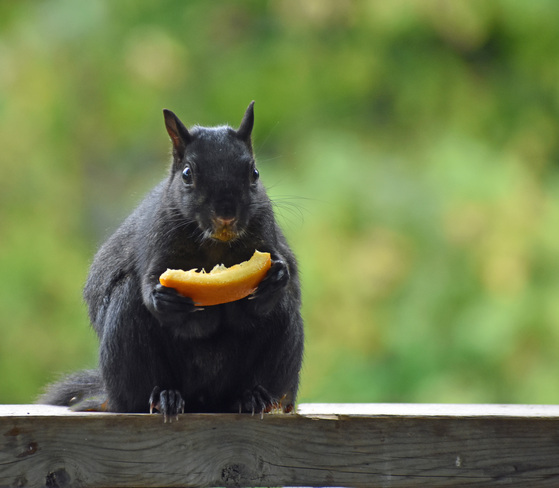 Squirrel enjoys an orange. Cobourg, ON