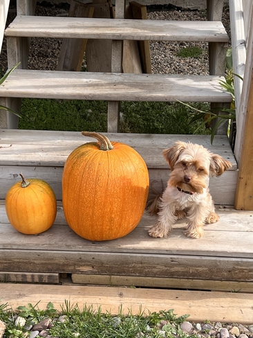 The pumpkin guardian Saskatoon, Saskatchewan, CA