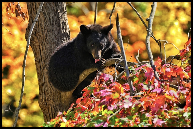 Black Bear Autumn Montebello, QC