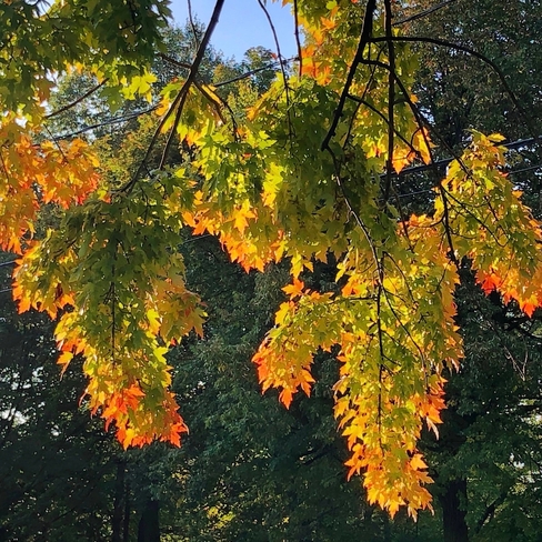 Autumn 🍂 leaves. Dorval, Quebec, CA
