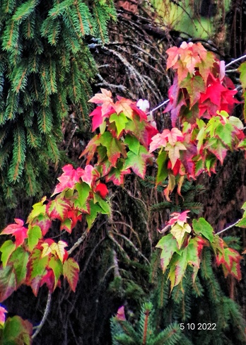 Fall colors Surrey, BC