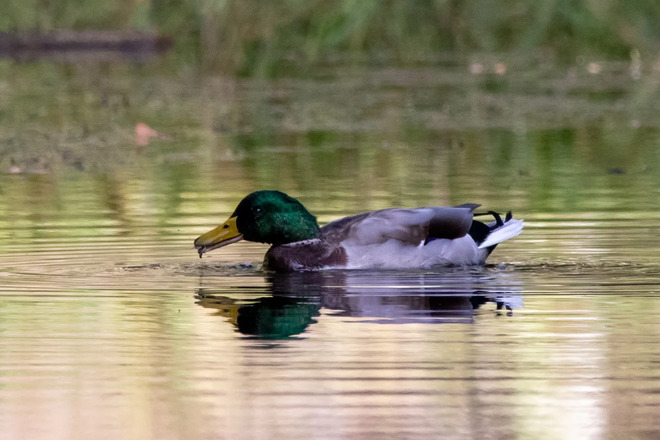 mallard duck feeding Greenfield, NS