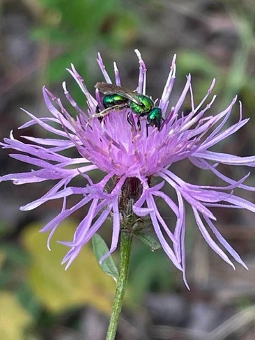 Pretty Little Emerald Bee Sault Ste. Marie, ON
