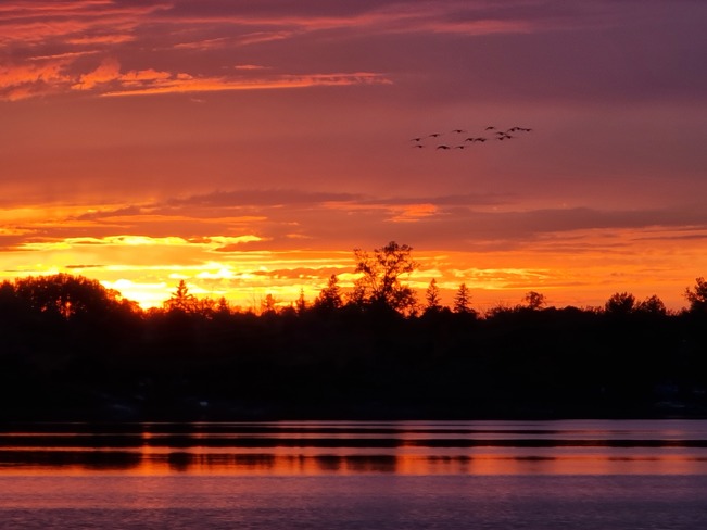 Geese at sunset along the Ottawa River... HMW Ottawa, ON