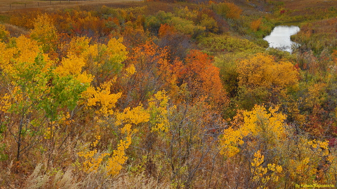 Fall colors Saskatoon, SK