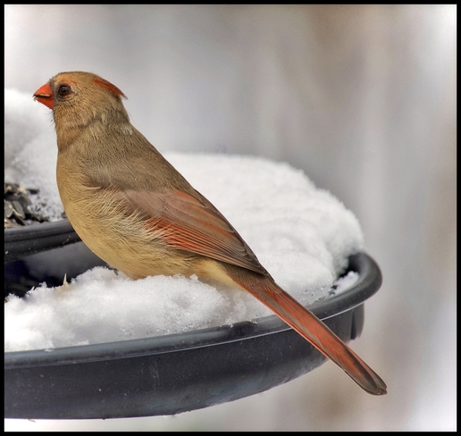 Female cardinal in snow Orléans, Ontario, CA