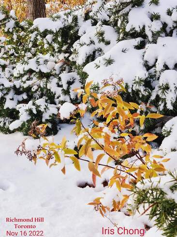 Nov 16 2022 Serenity - First snowfall in late Autumn November - Richmond Hill Richmond Hill, ON