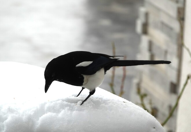 Magpie in the snow Upper Mission Drive, Kelowna, BC