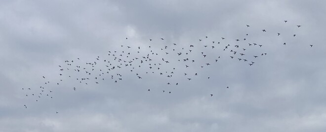 Flock of Waxwings over the Okanagan Upper Mission Drive, Kelowna, BC