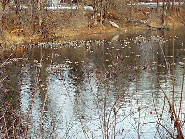 Geese Hideout, Rideau River, Near Manotick 4174 Rideau Valley Dr, Manotick, ON K4M 0E2, Canada