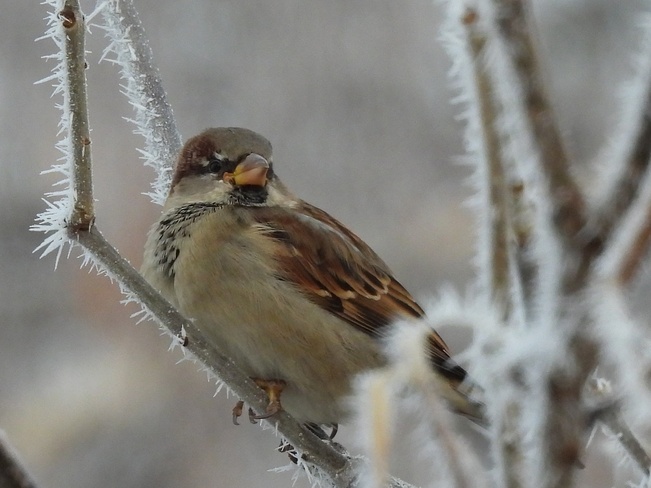 House Sparrow Among the Hoar Frost Thunder Bay, ON