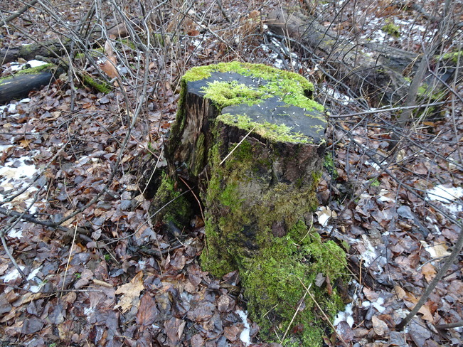 Mossy Log Sudbury, ON